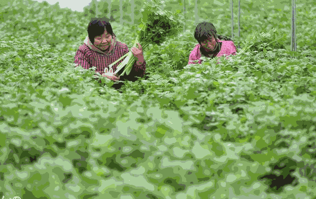  小冷棚种植芹菜的技术要点